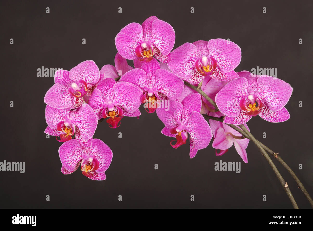 Purple orchid flower with veins on the black background Stock Photo