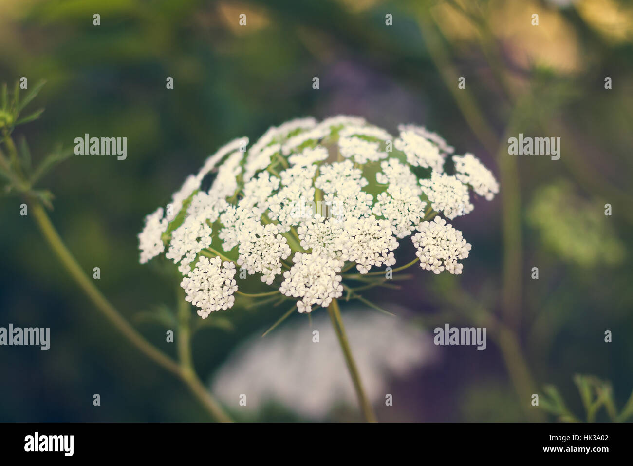 Cow parsley White flower Stock Photo Alamy
