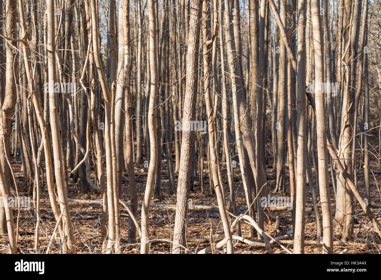 a dense stand of young deciduous trees in winter Stock Photo