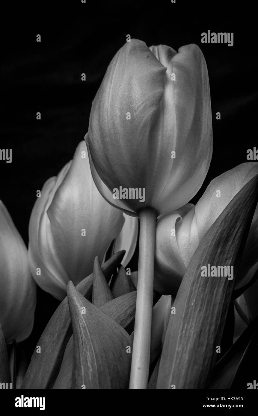 Beautiful tulips in black and white on dark background with leaves and petals Stock Photo