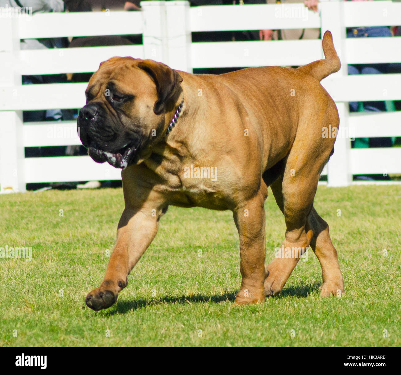 are bullmastiffs intelligent dogs