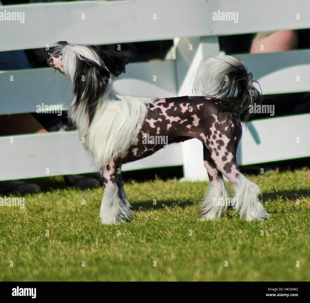 A Small Black And White Hairless Chinese Crested Dog Standing On The Stock Photo Alamy