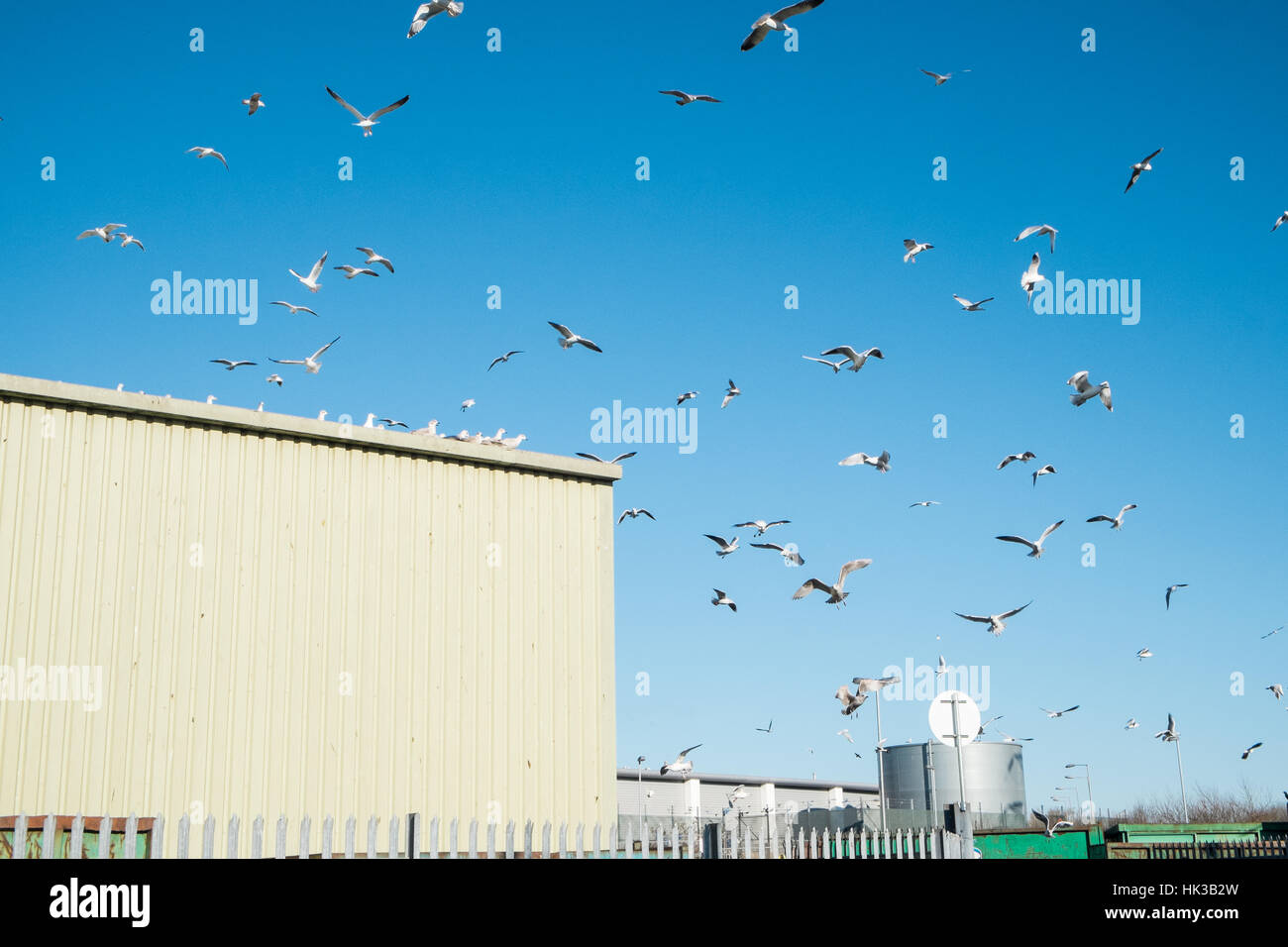 Gulls at Recycling, centre, at, Trostre,Llanelli,Wales,U.K Stock Photo