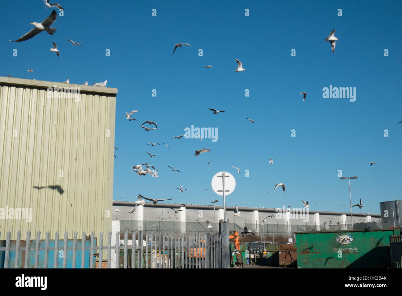 Gulls at Recycling, centre, at, Trostre,Llanelli,Wales,U.K. Stock Photo