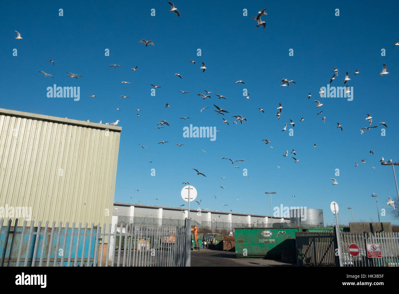 Gulls at Recycling, centre, at, Trostre,Llanelli,Wales,U.K. Stock Photo