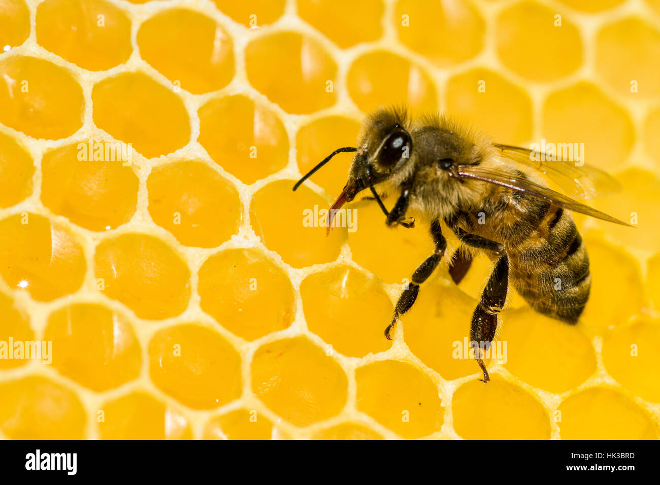 A Carniolan honey bee (Apis mellifera carnica) is acting on a honeycomb Stock Photo