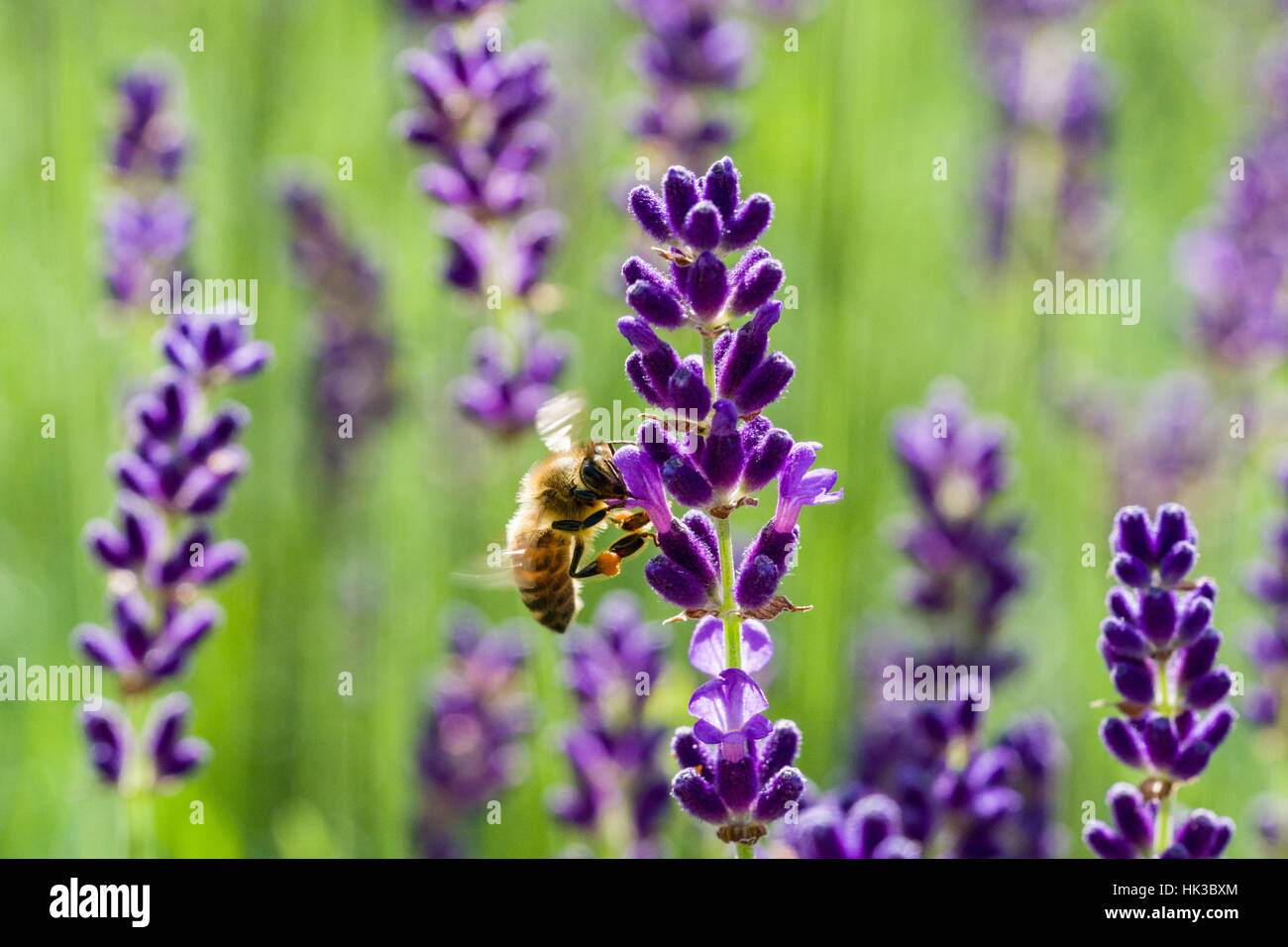 A Carniolan honey bee (Apis mellifera carnica) is collecting nectar at a purple Lavender (Lavandula) blossom Stock Photo
