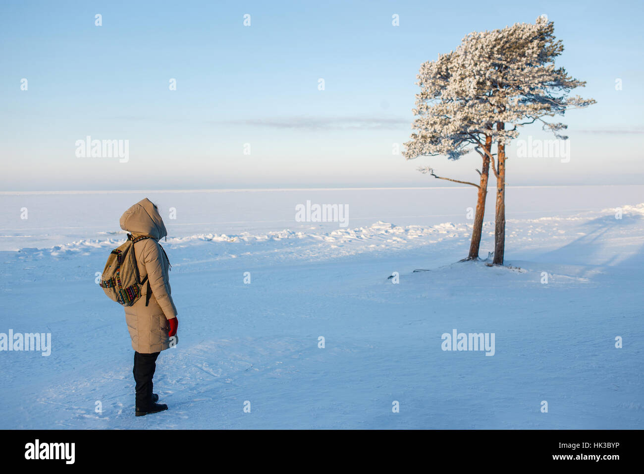 Young female hiker with backpack enjoying view to frozen sea  beautiful pine tree. Beloe , Russia. Stock Photo