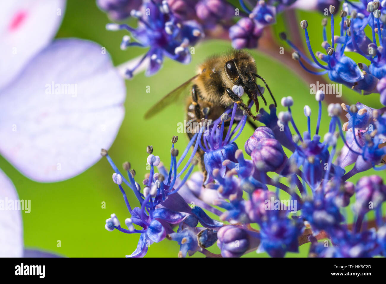 A Carniolan honey bee (Apis mellifera carnica) is collecting nectar at a Tea of heaven (Hydrangea serrata) blossom Stock Photo