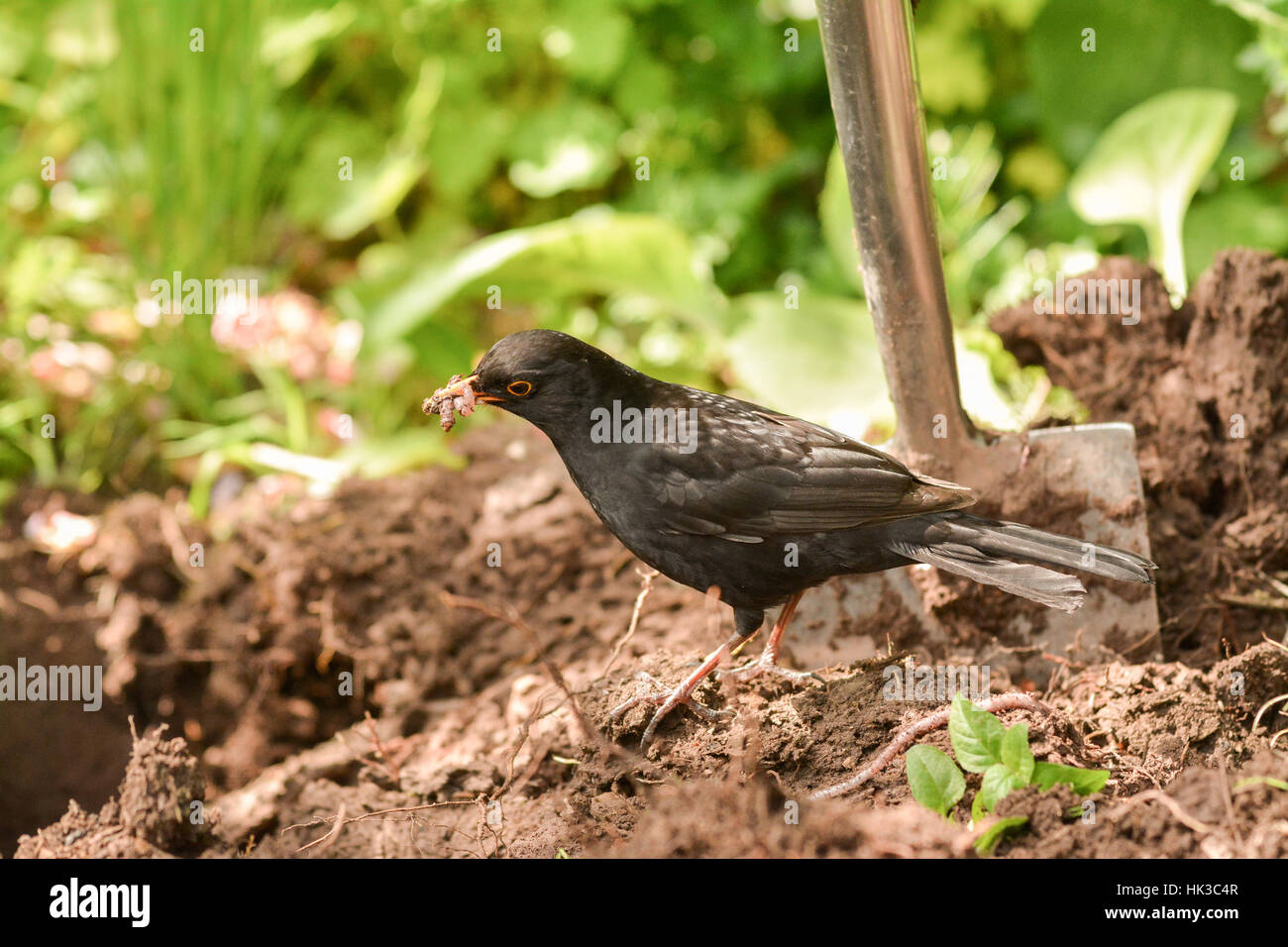 Gardening - blackbird collecting worms from freshly dug garden border Stock Photo