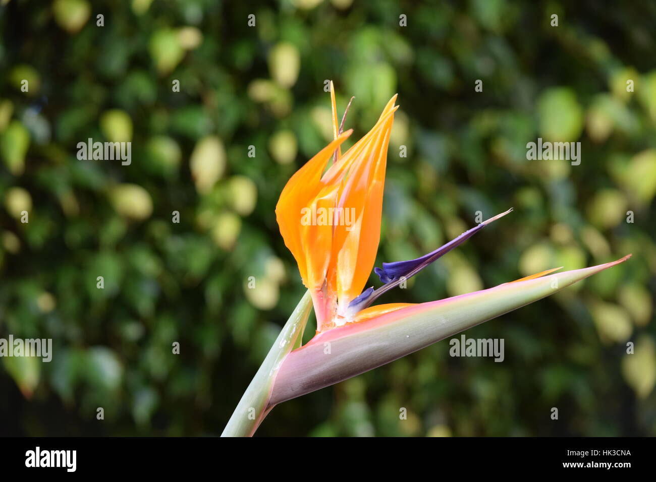 Bird of paradise plant Stock Photo Alamy