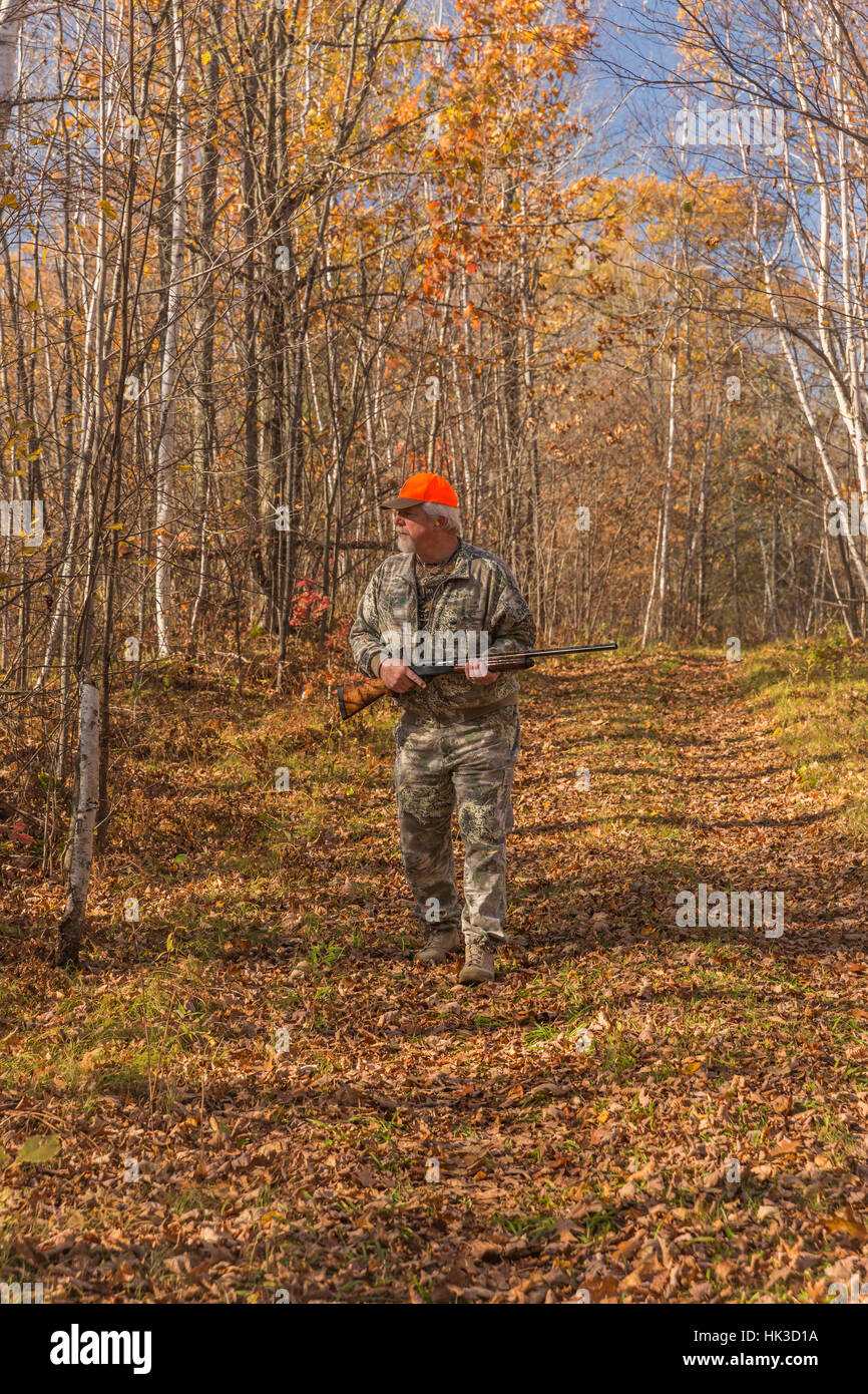 Ruffed grouse hunting in autumn Stock Photo Alamy