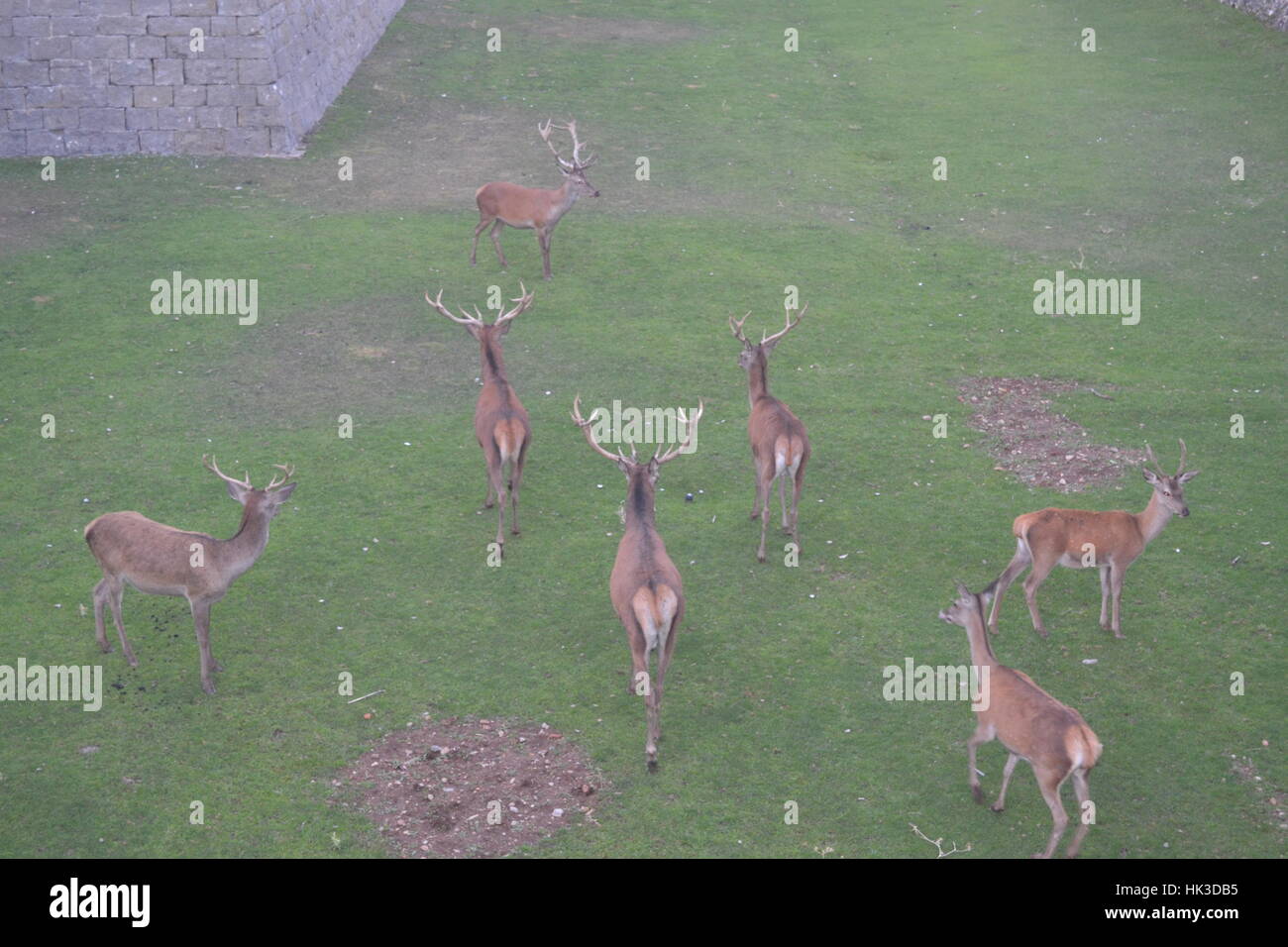deer Stock Photo