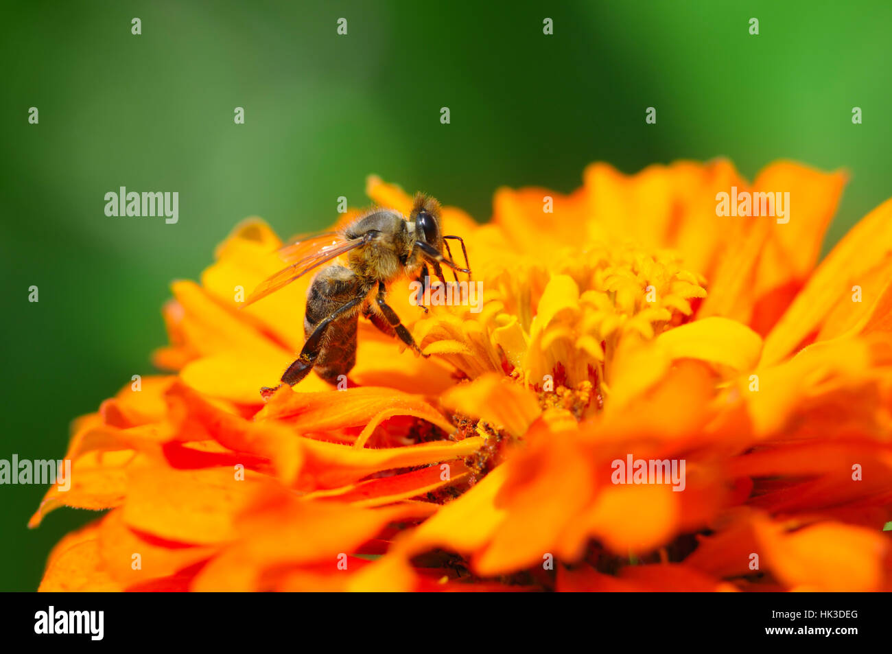 honey bee collects flower nectar Stock Photo Alamy