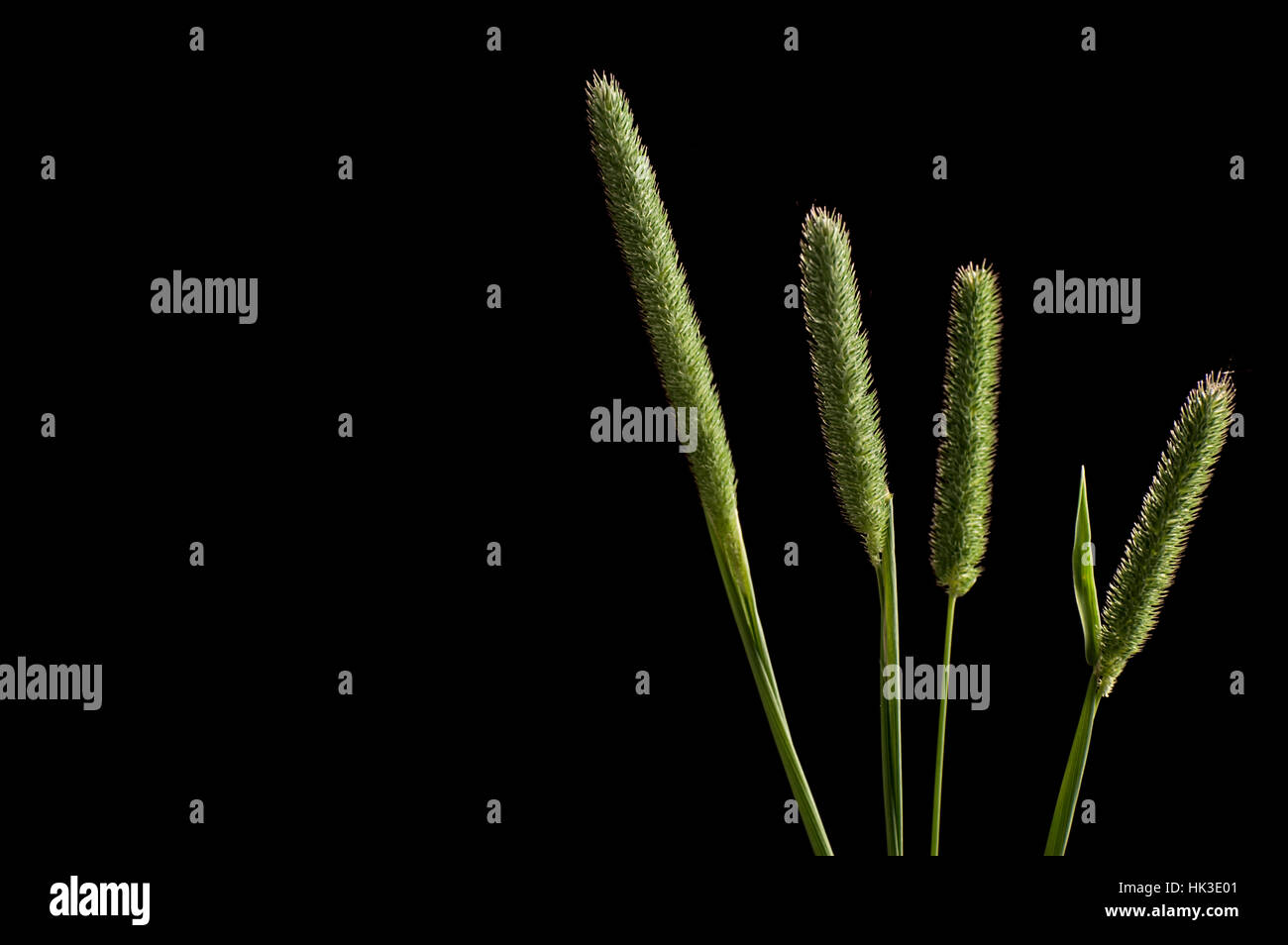 Slender meadow foxtail green tall grass against black background closeup Stock Photo