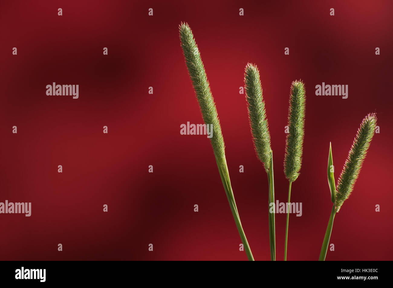 Slender meadow foxtail green tall grass against black background closeup Stock Photo