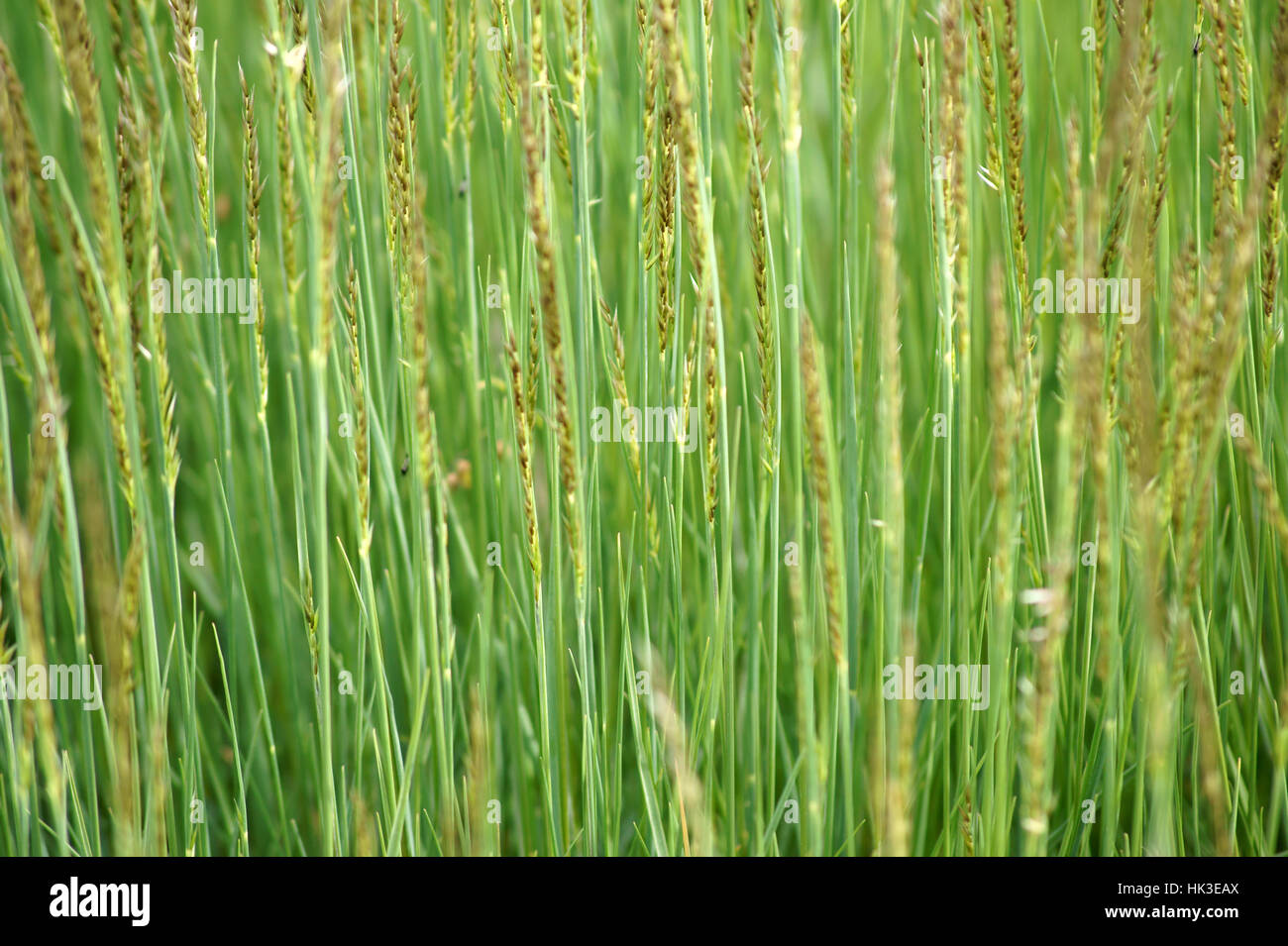 macro, close-up, macro admission, close up view, grasses, juicy, meadow, grass, Stock Photo