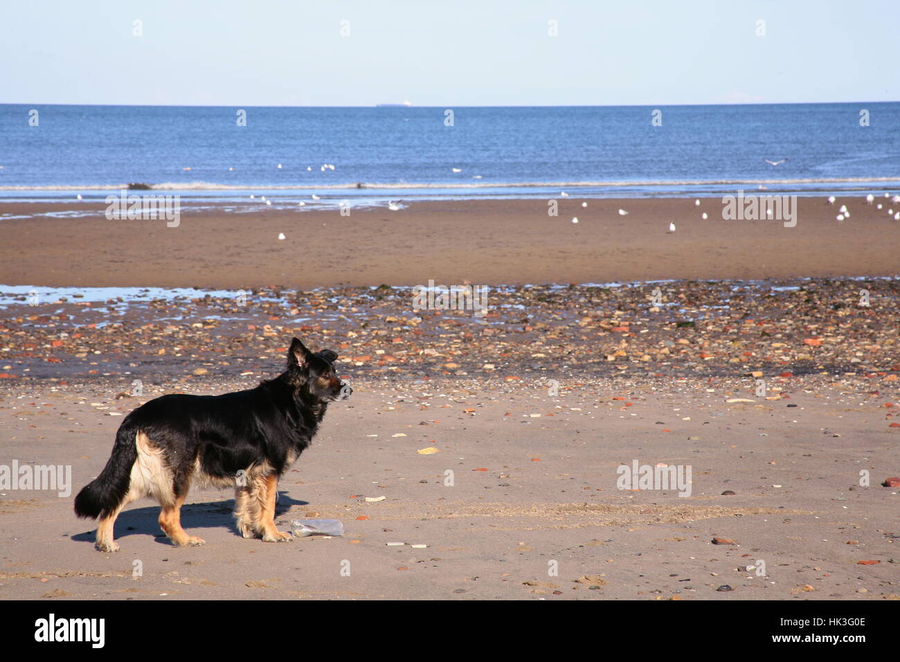 Dog on the beach in beautiful sunny weather in Edinburgh on Portobello