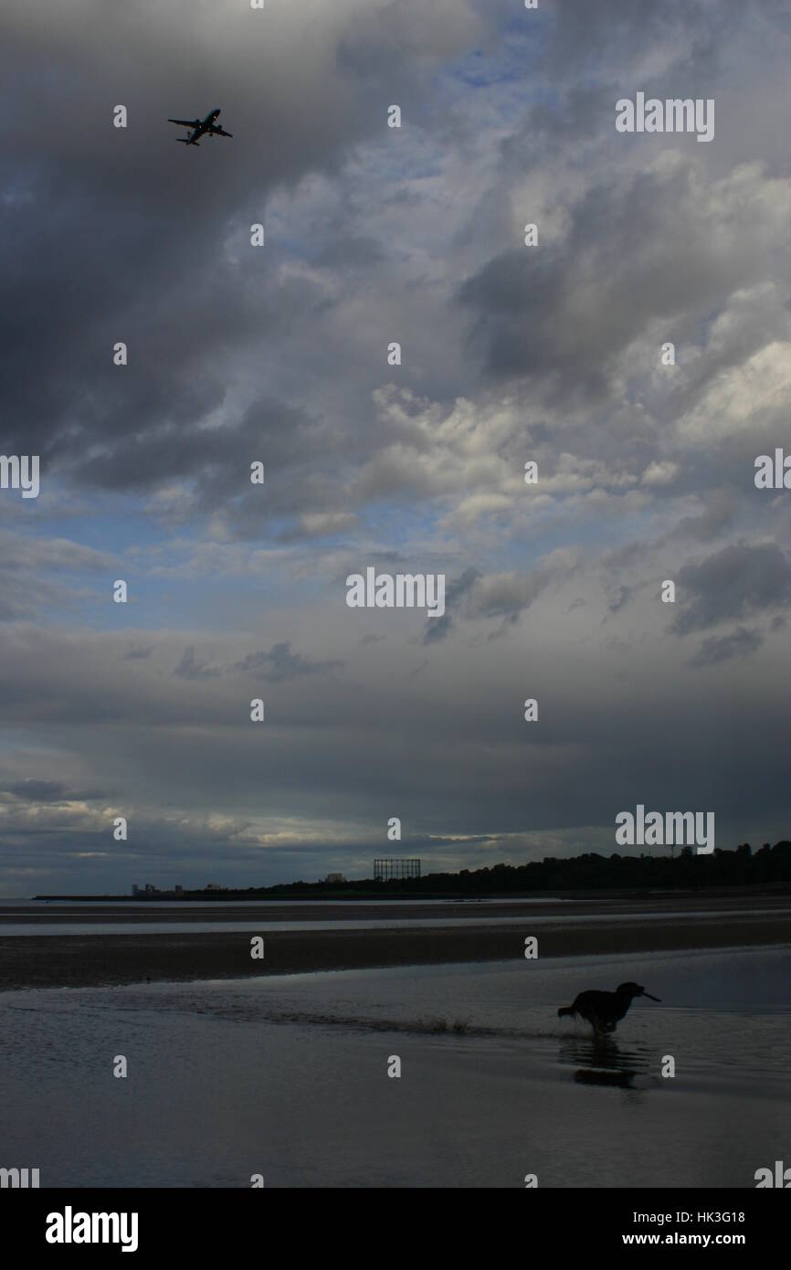 Dog running on the beach by Cramond Island, Edinburgh, Granton with plane at the sky. Stock Photo