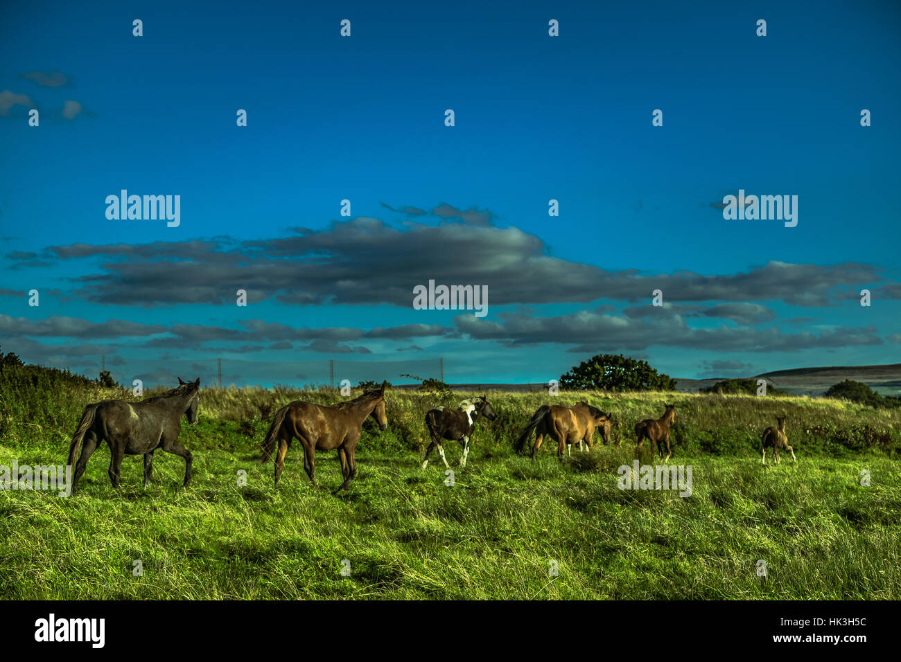 Running Horses On English Countryside, Summer, Lancashire, England UK ...