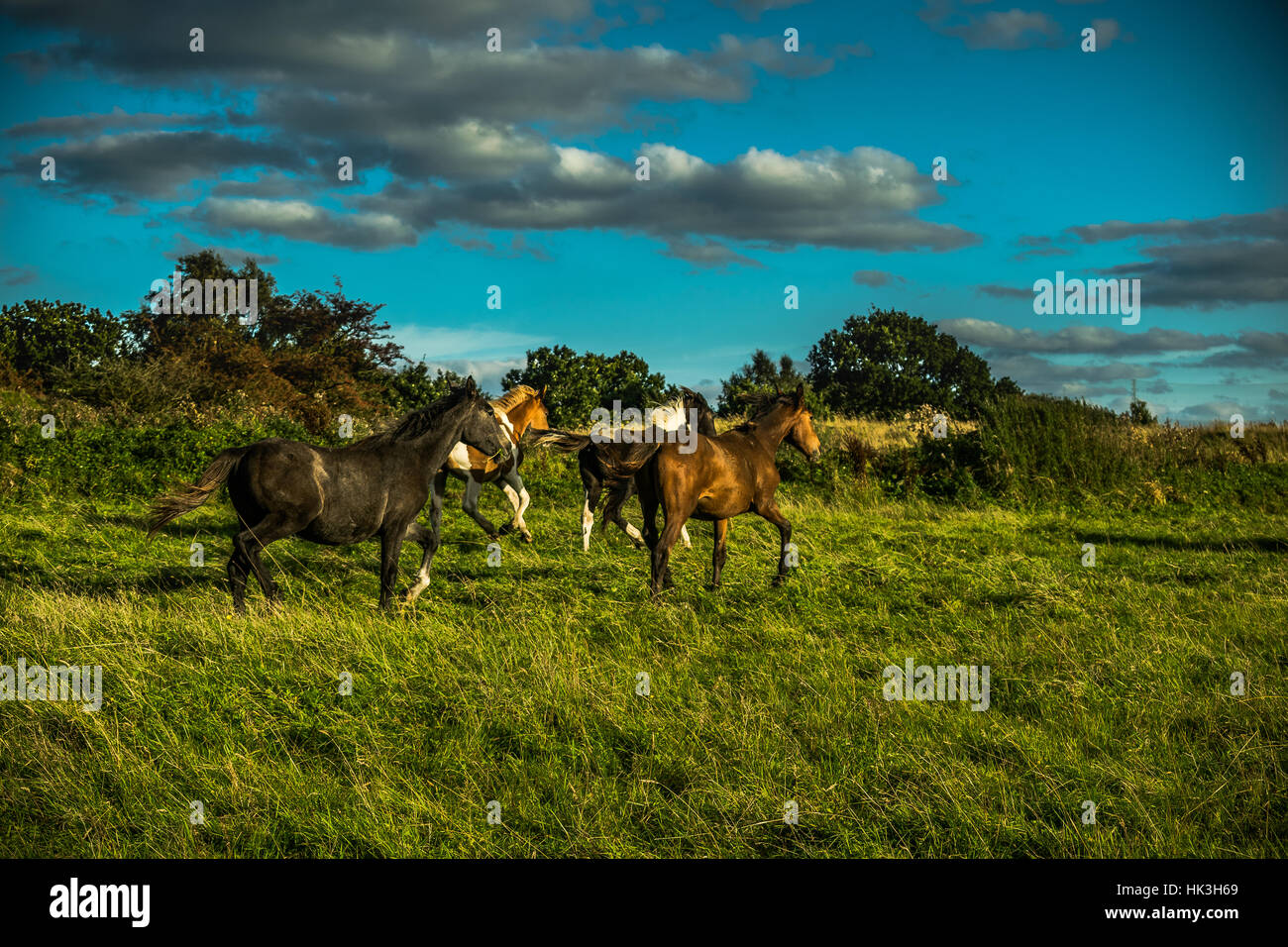 Running Horses On English Countryside, Summer, Lancashire, England UK ...