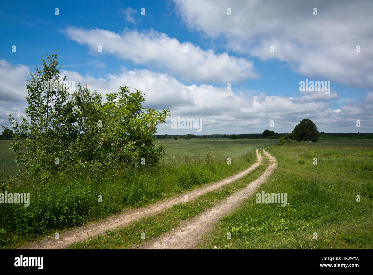 field, brandenburg, heath, path, way, meadow, scenery, countryside, nature, Stock Photo