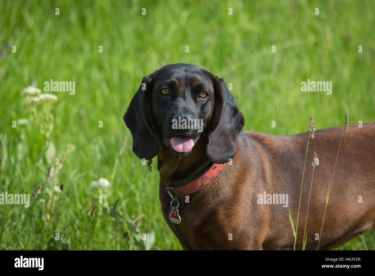 Sleuth Hound High Resolution Stock Photography And Images Alamy