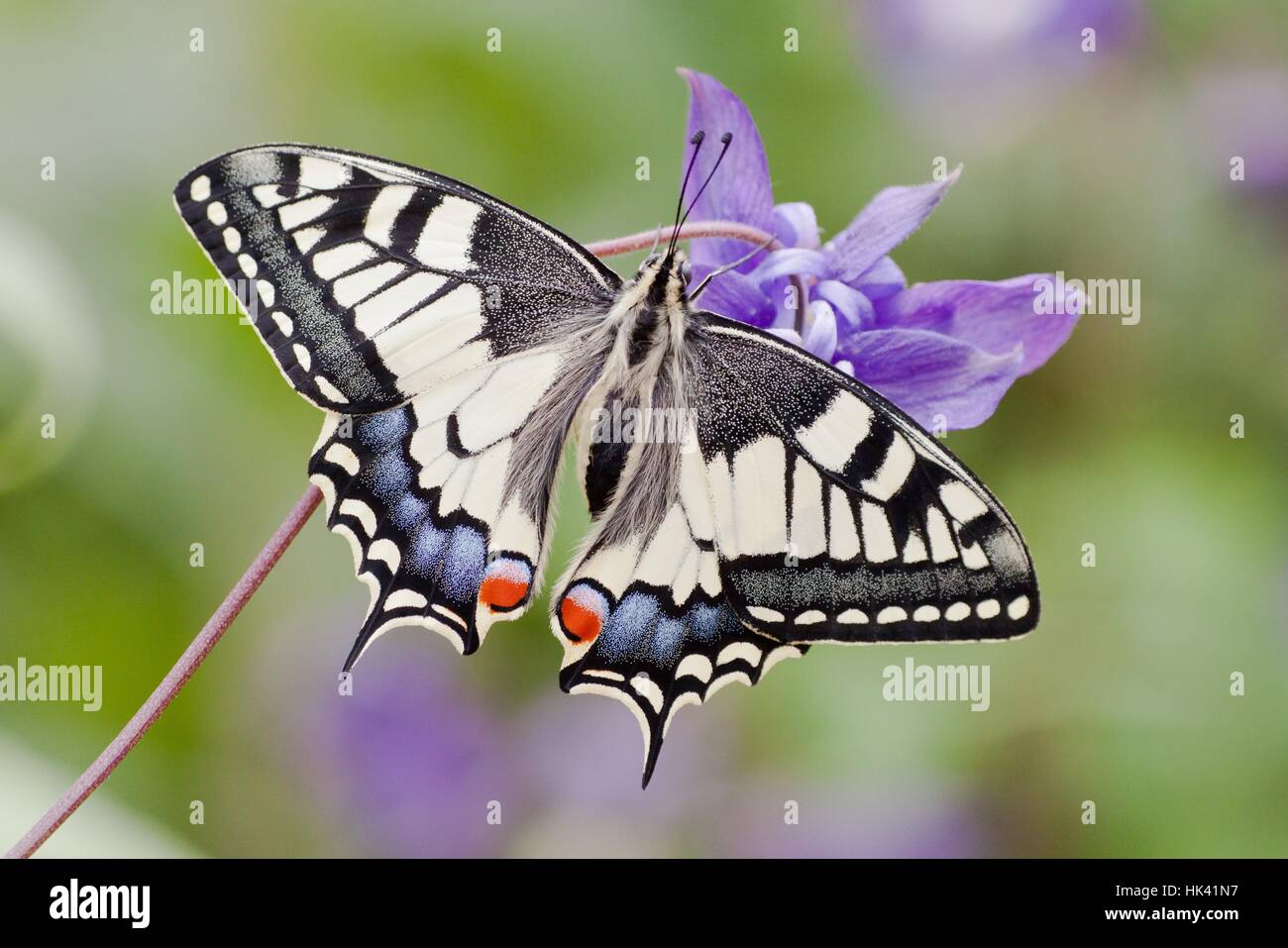 insect, wing, spring, moth, swallowtail, insect, insects, flower ...