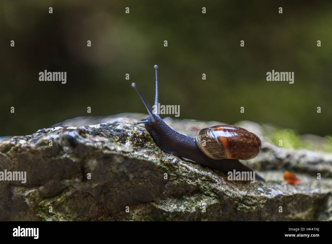macro, close-up, macro admission, close up view, closeup, animal, fauna, shell, Stock Photo