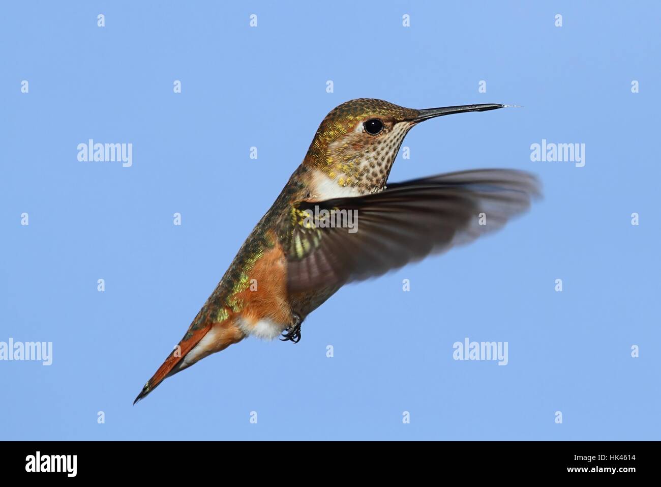 Rufous Hummingbird (Selasphorus rufus) in flight on a blue background Stock Photo