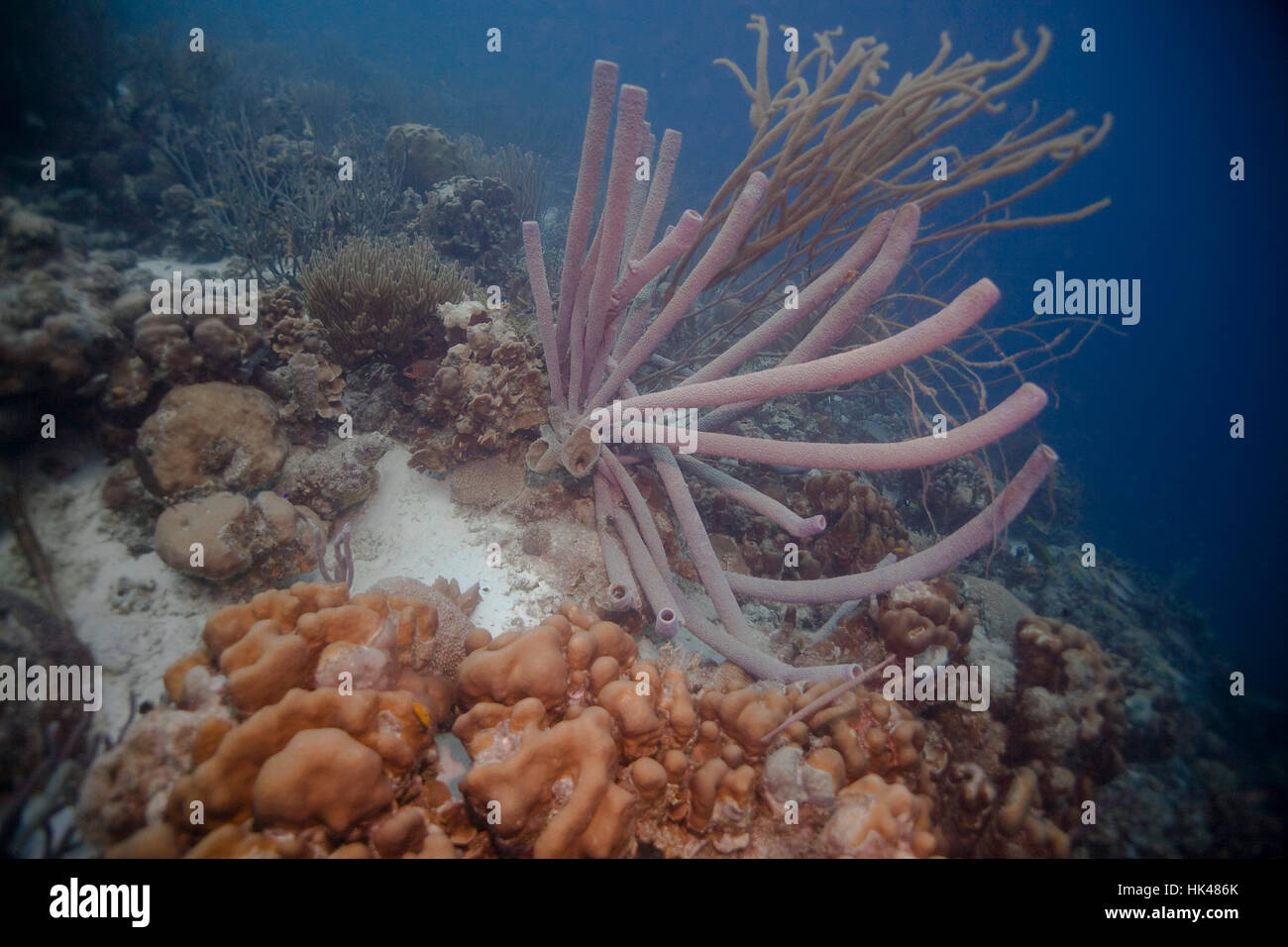 giant in reef Stock Photo