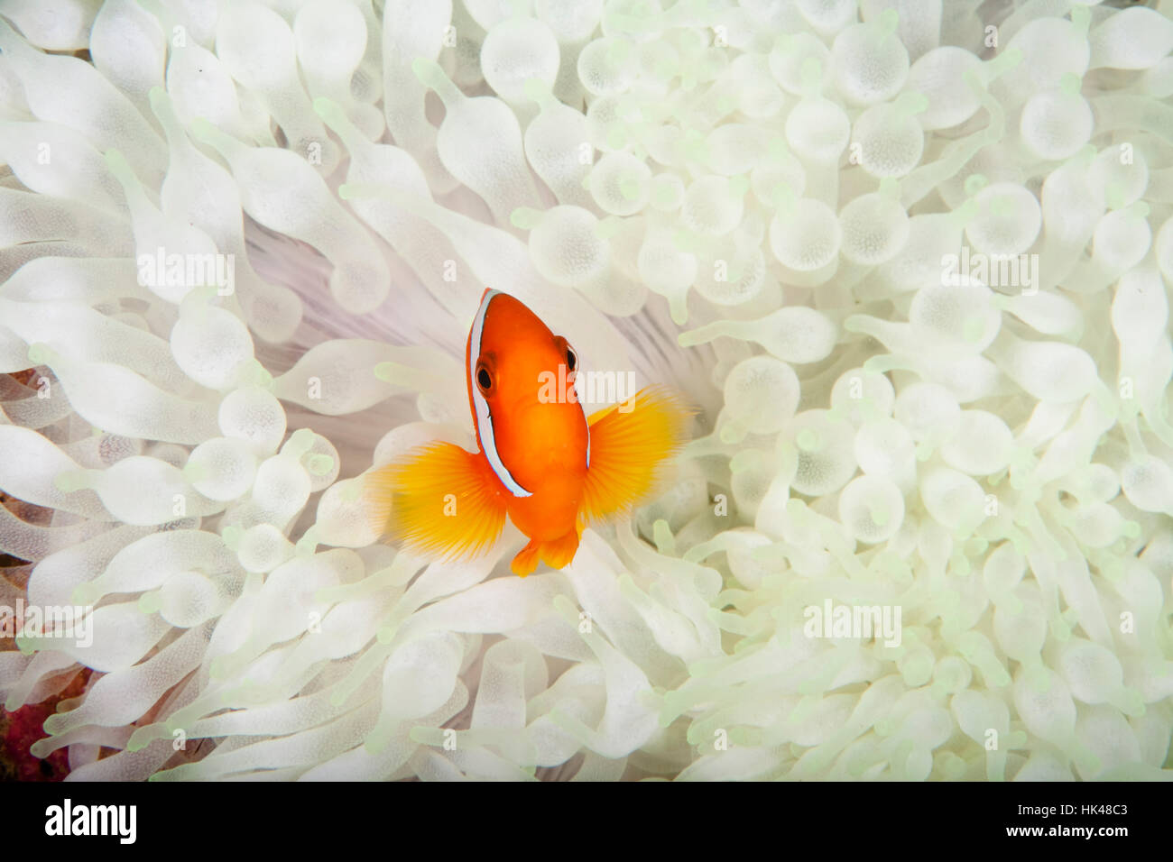 dream in white Stock Photo - Alamy