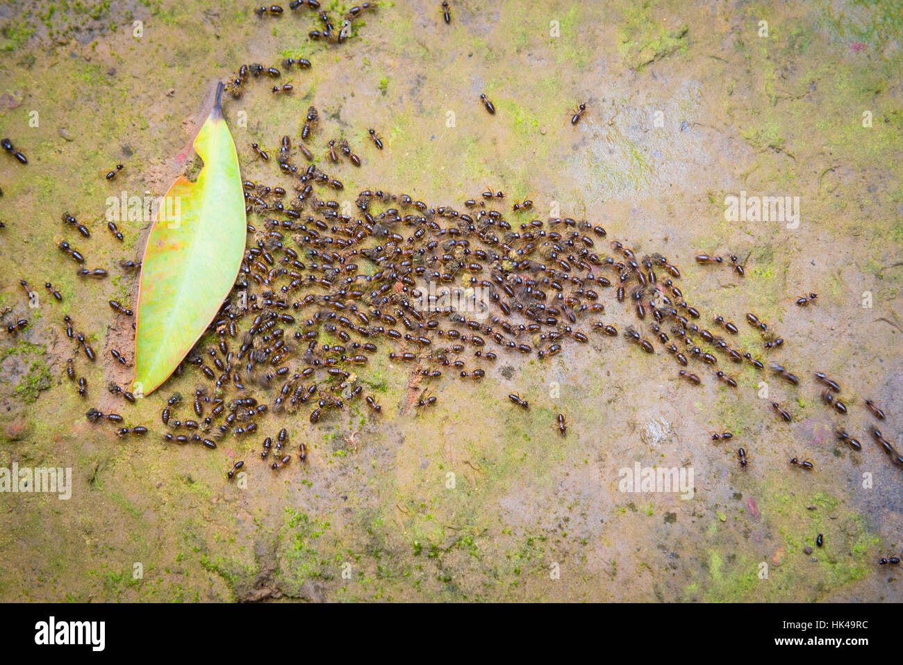 Motion blur top view of motion swarm of ants on dirt with moss in the forest Stock Photo
