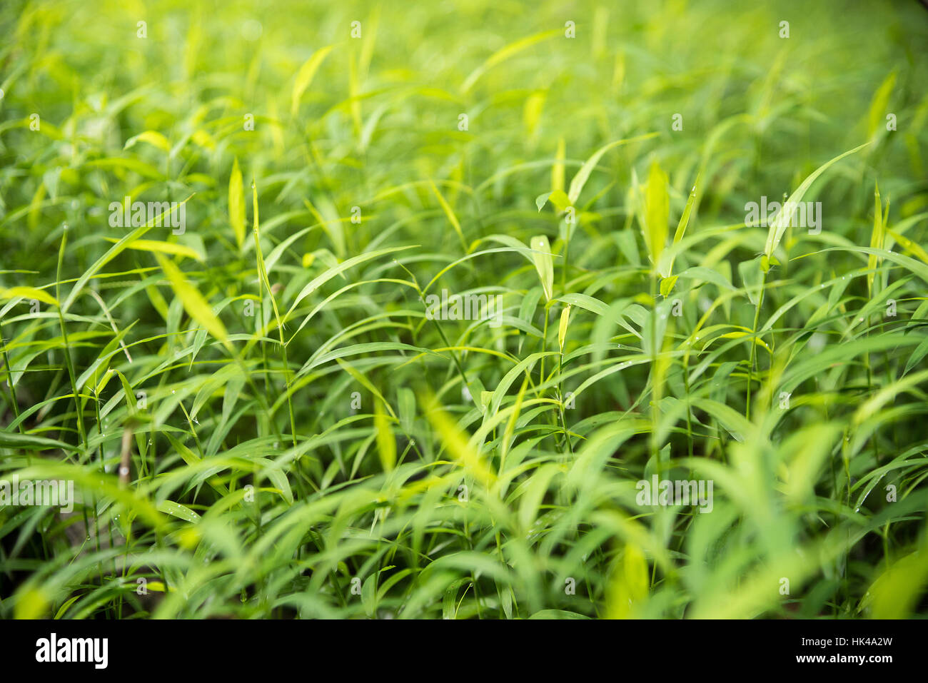 Green para grass leaves fresh nature background Stock Photo