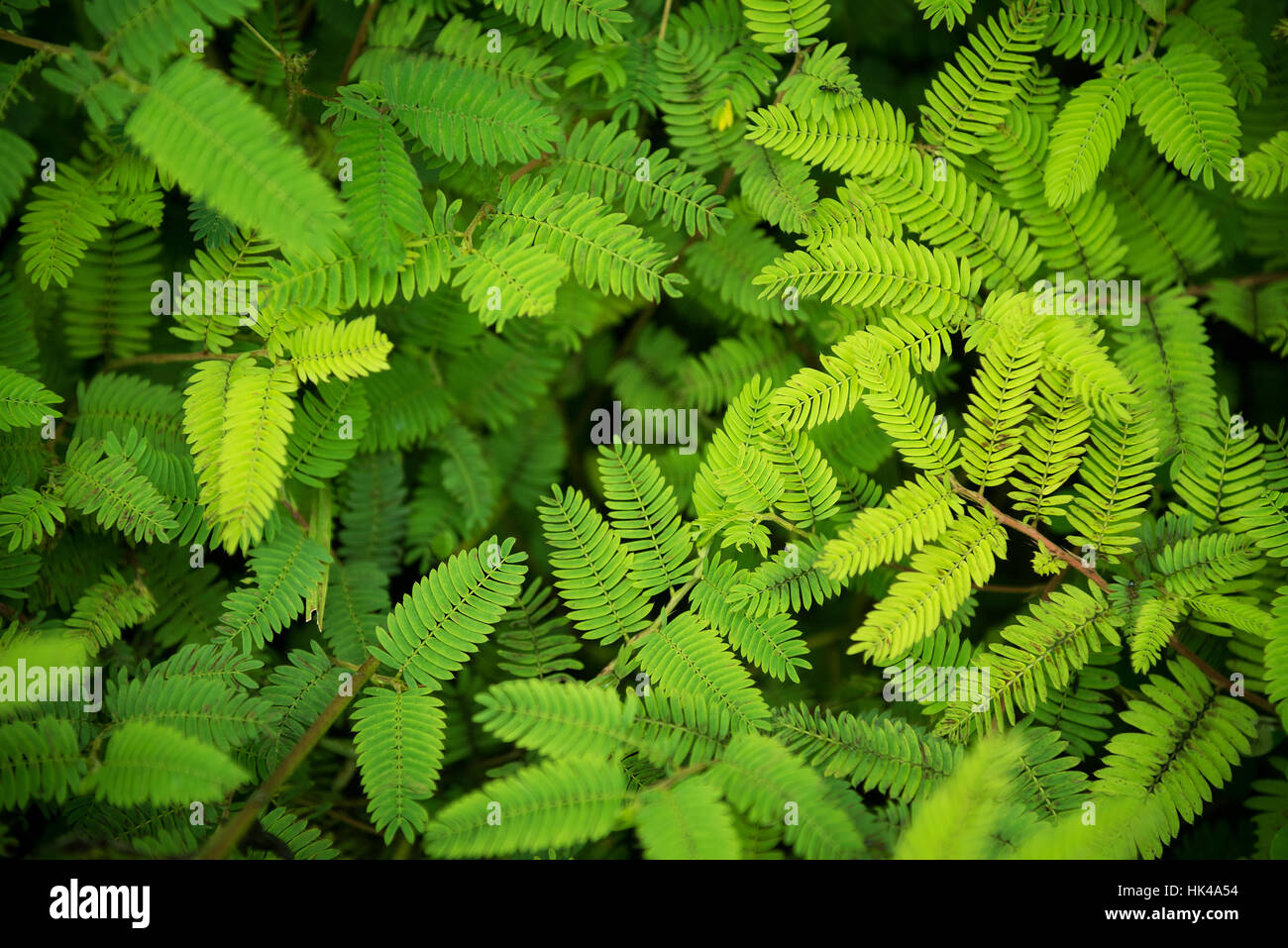 Acacia green leaves nature background top view Stock Photo