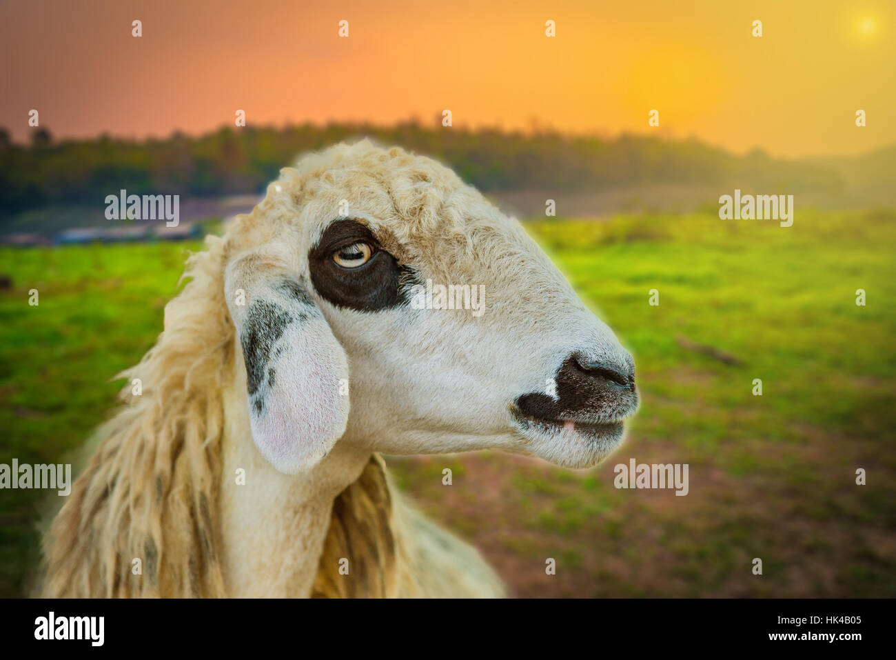 Brillen Schaf Sheep Face Twillight Sunset Stock Photo