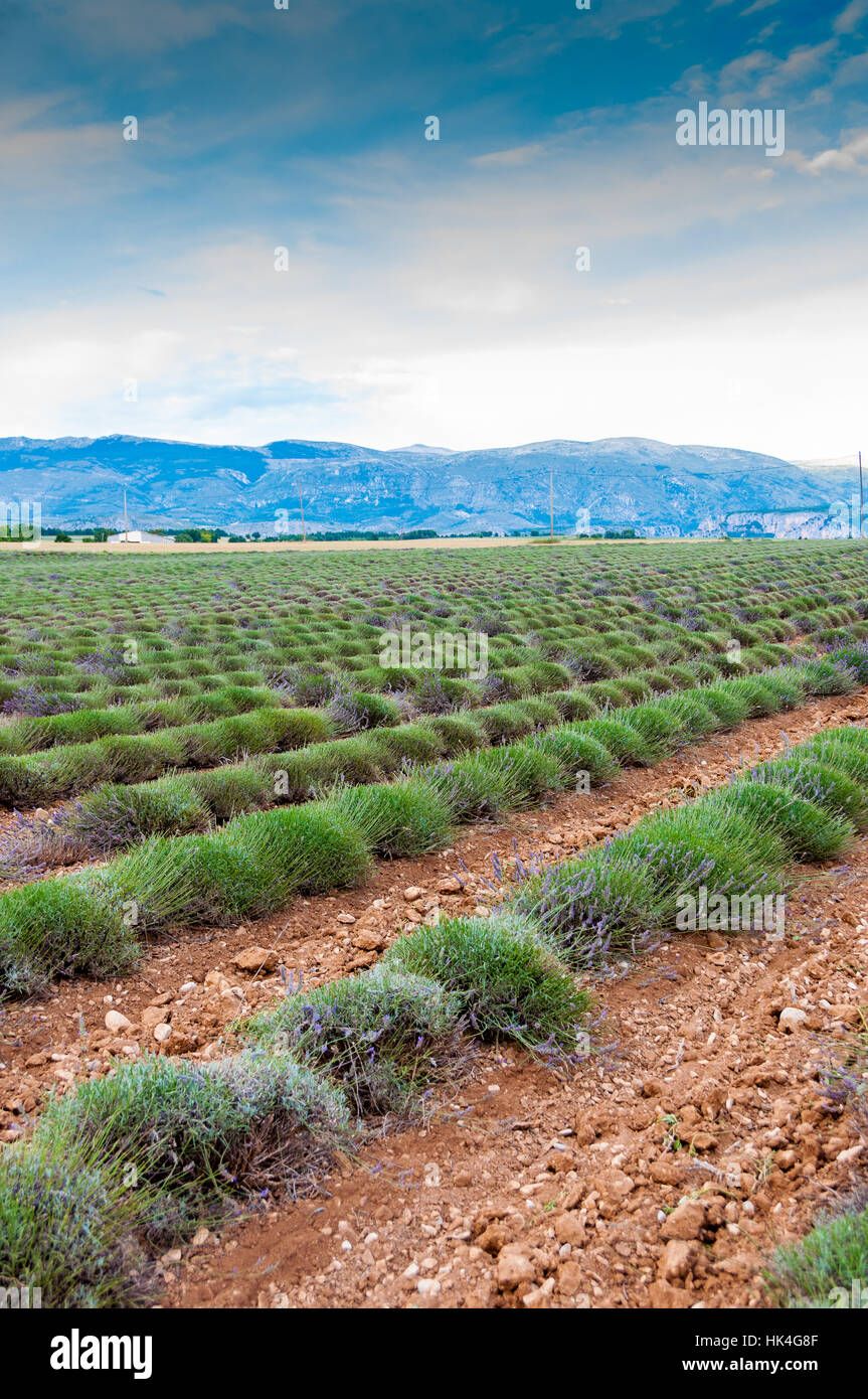 France, été, Provence Stock Photo