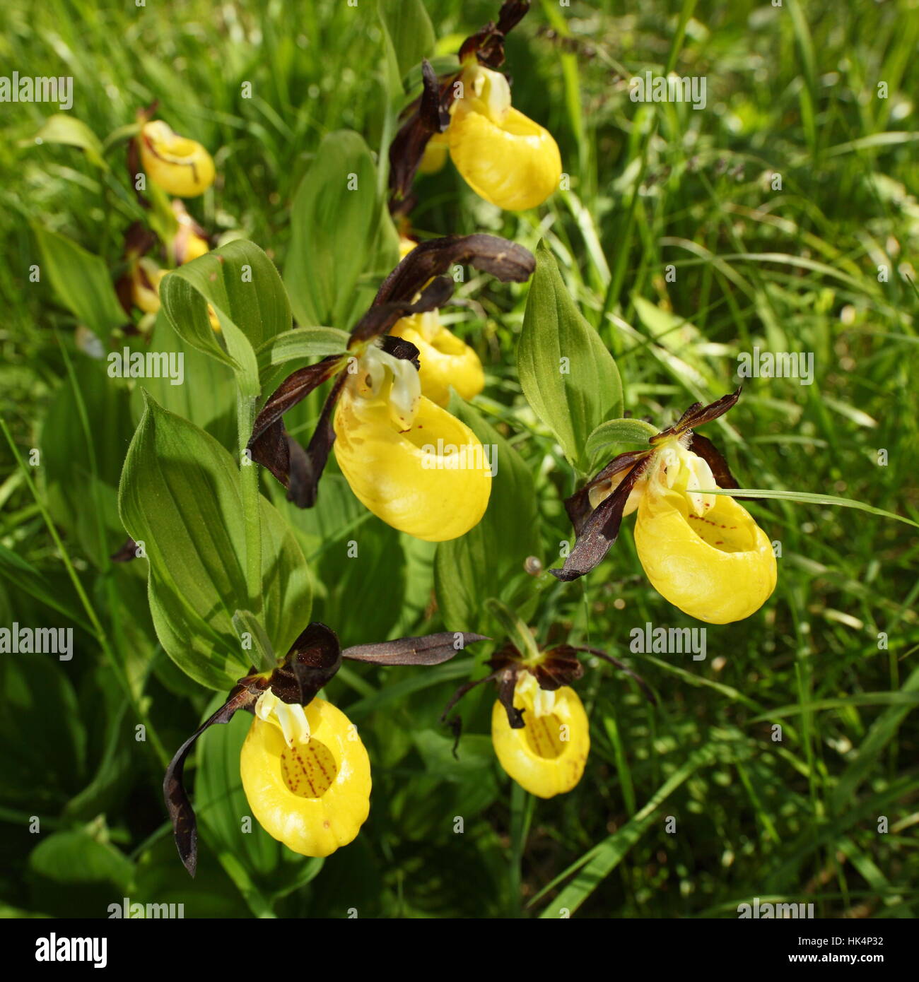 flower, plant, conservation of nature, flowers, orchid, yellow, beautiful, Stock Photo