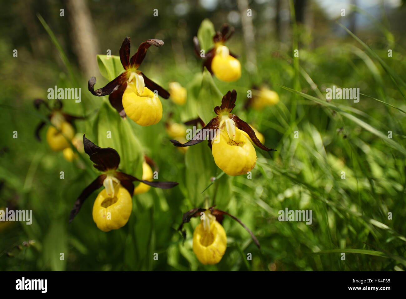 orchid bouquet Stock Photo