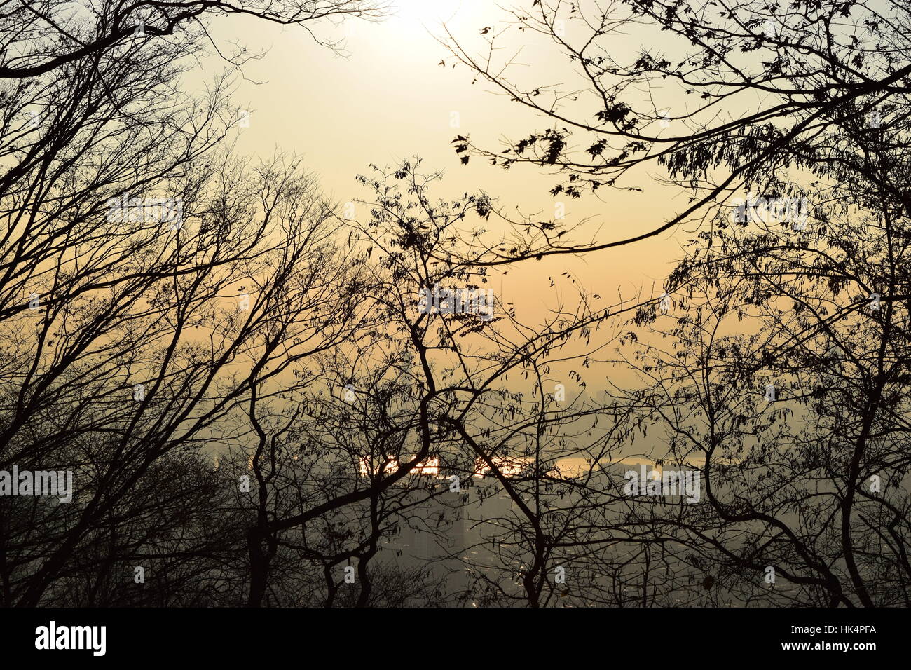 Black silhouettes leaves trees hi-res stock photography and images - Alamy