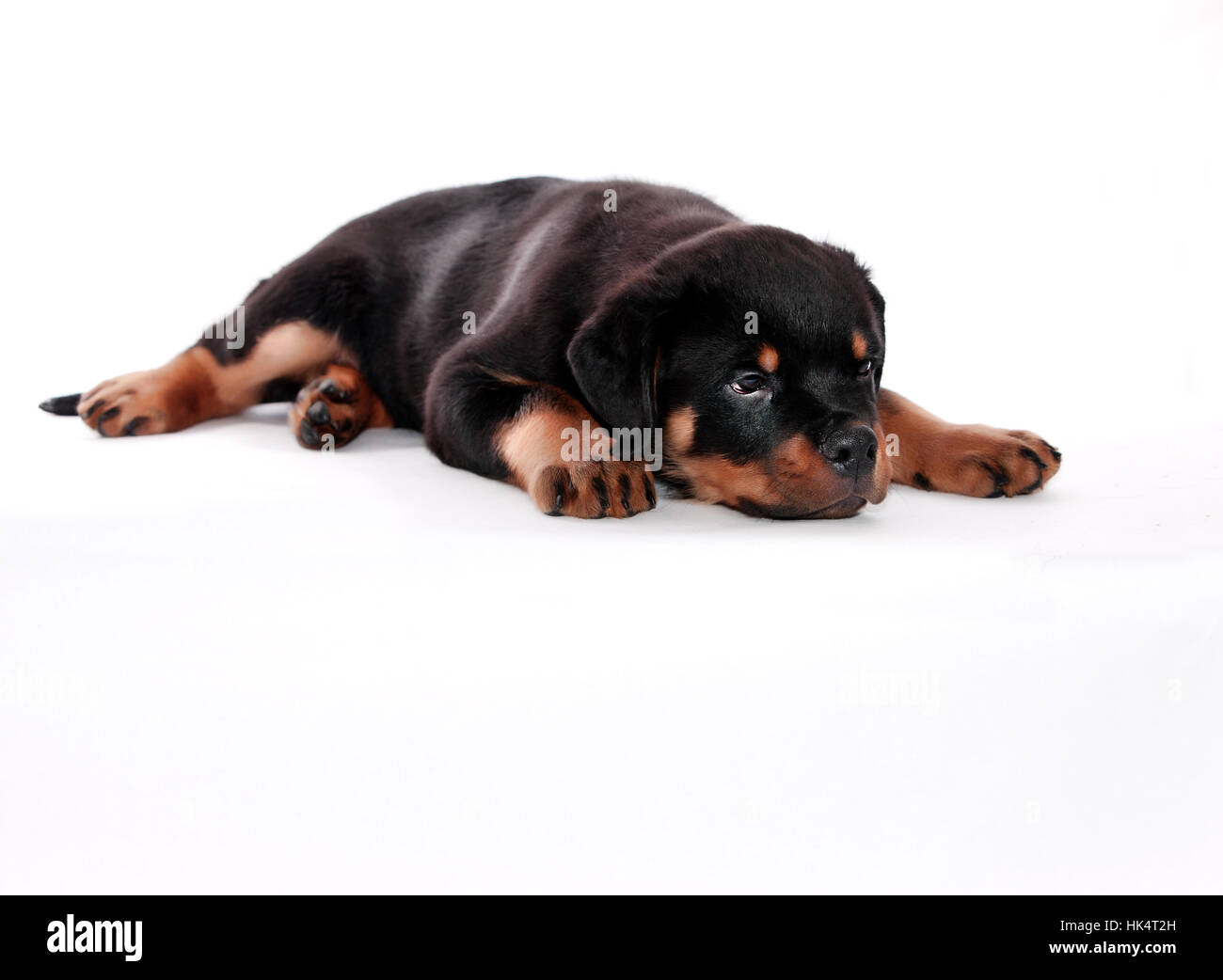 Brown Rottweiler
