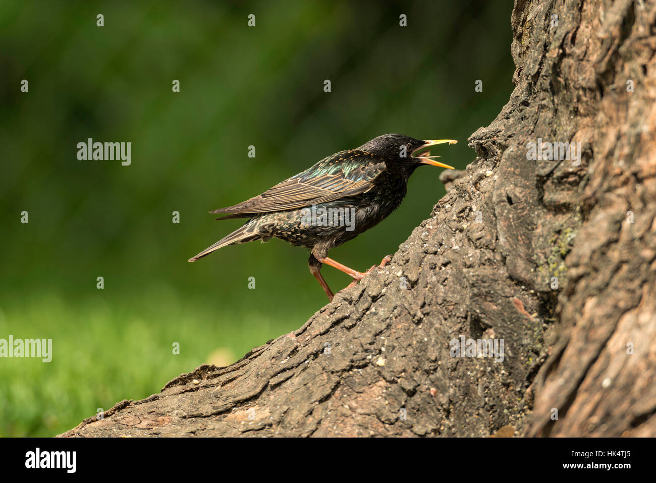 Root feeder hires stock photography and images Alamy