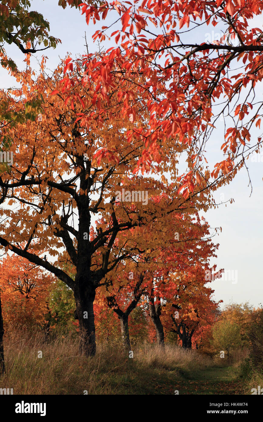 Field Path Rambles Bume im feld hi-res stock photography and images - Alamy