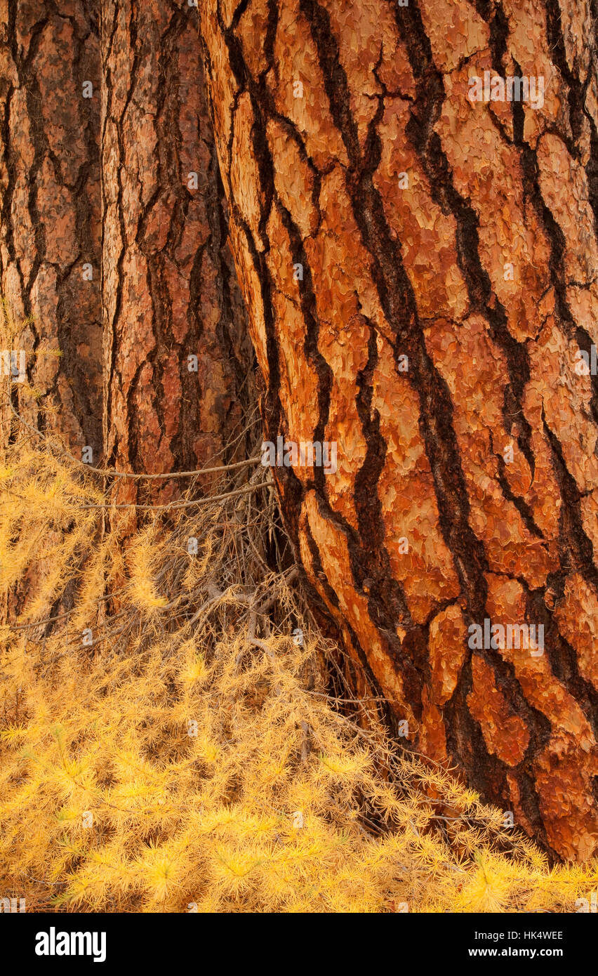 Ponderosa Pine and Larch Trees in Autumn Near Sisters Oregon Stock Photo