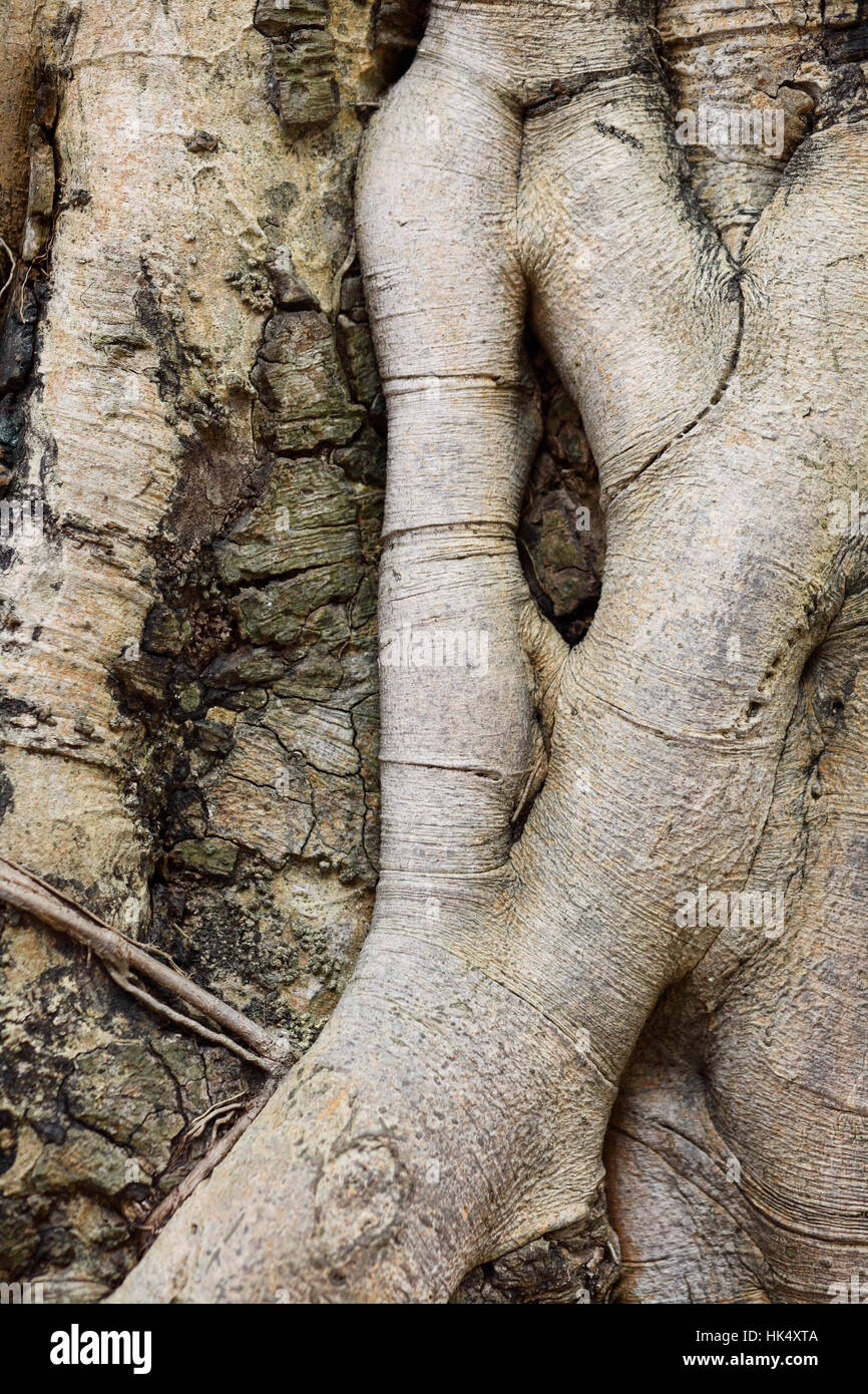 leaf, detail, tree, wood, ground, soil, earth, humus, cross, wall ...