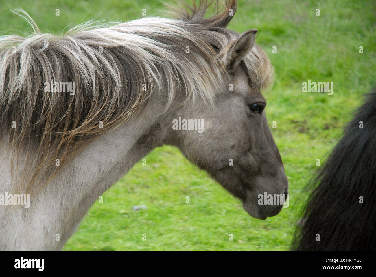 Icelandic horses, Iceland. Stock Photo