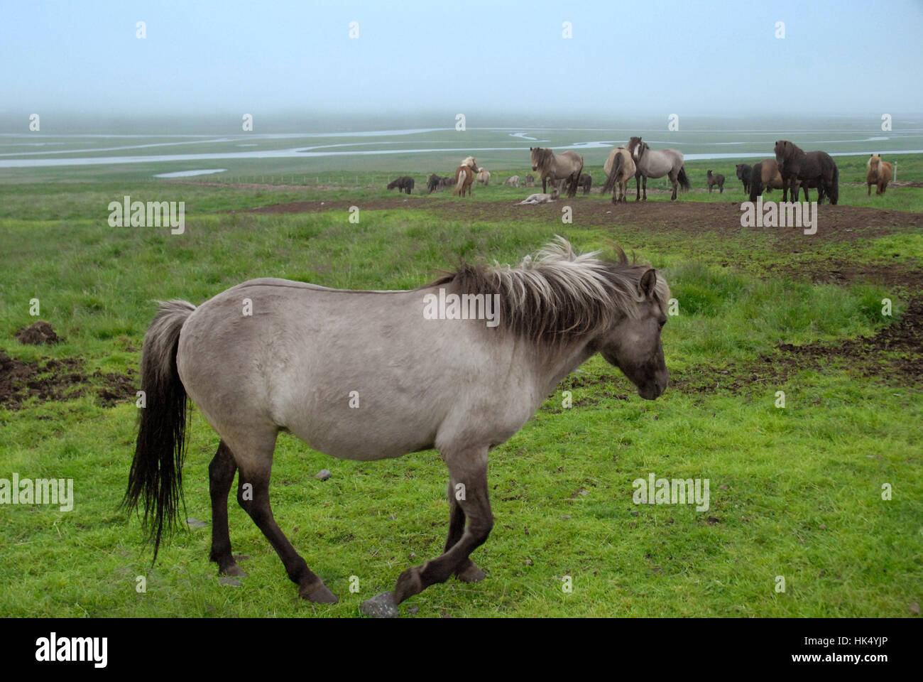 Icelandic horses, Iceland. Stock Photo