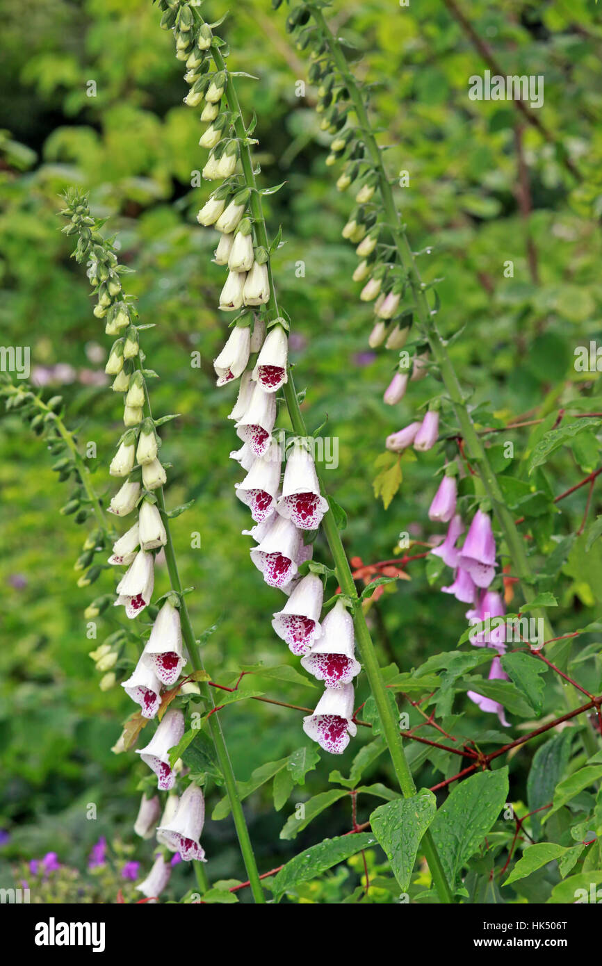 thimble, digitalis, medicinal plant, toxic, poisonous, park, blank