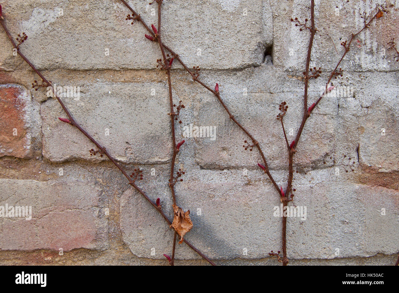 wall, climbing plant, plant, wall, spring, climbing plant, bud, brick, seasons, Stock Photo