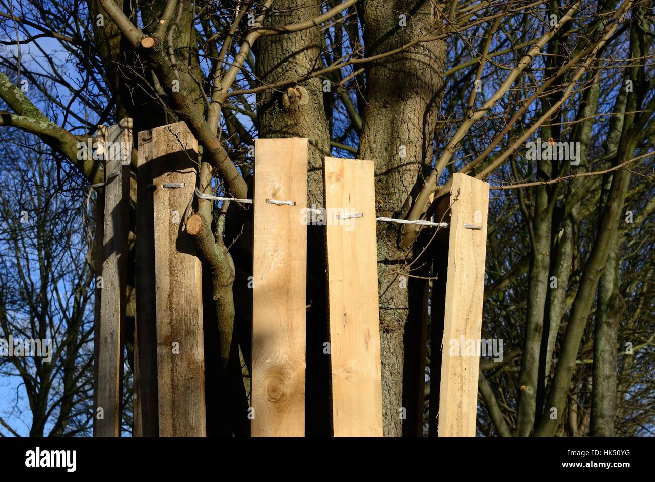 tree, blue, danger, build, tree, winter, wood, trunk, conservation of nature, Stock Photo
